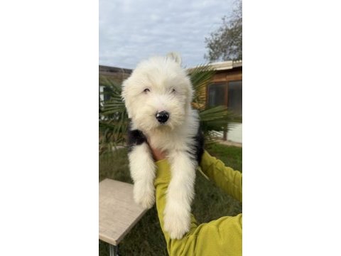 Sevgi yumağı dev dost bobtail