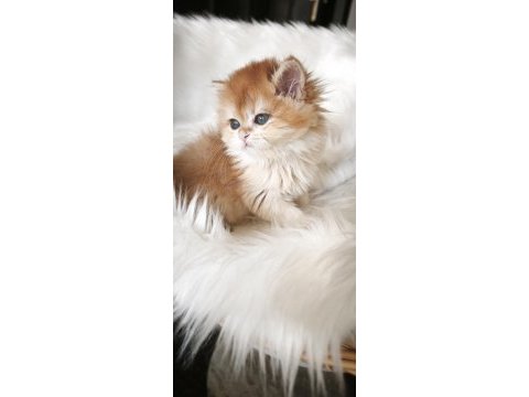 Show kalite dişi british longhair