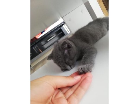 Yavru kedi