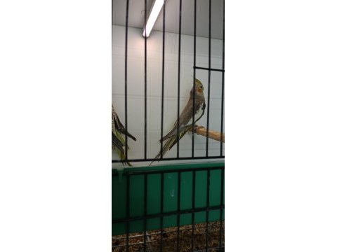 Pasifik petshoptan yavru sultan papağanları