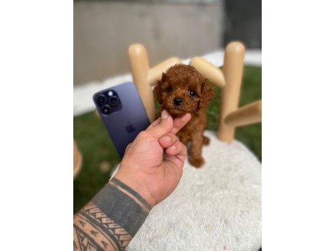 Kore teacup poodle yavrularımız göz kamaştırıyor