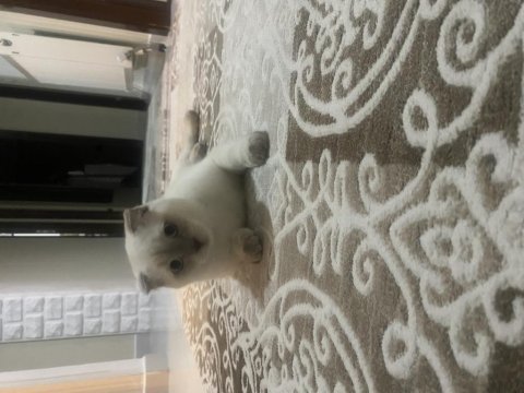 Blue point mavi gözlü british shorthair
