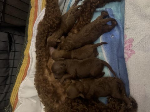 Haftalık korepoodle bebeklerimiz yeni yuvasını arıyor