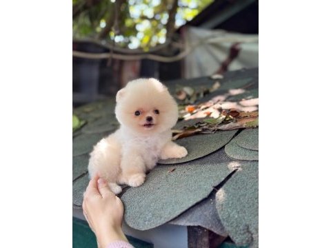 Sağlık ve ırk garantili pomeranian köpeğimiz