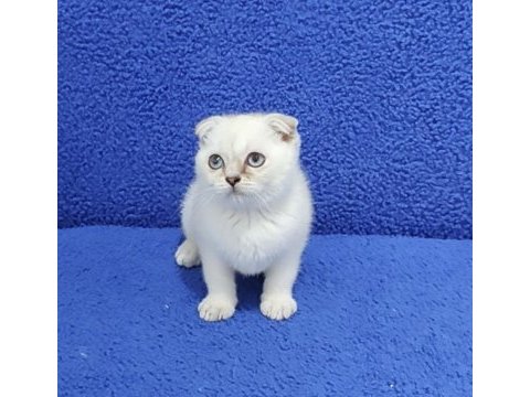 Scottish fold teslime hazır ponçik kaçmaz