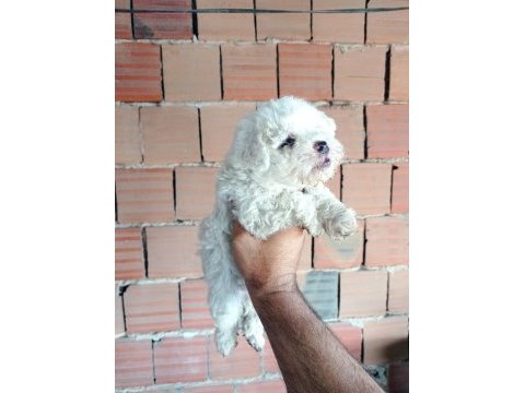 Kar beyaz maltipoo yavrular