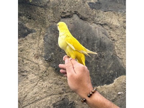 3 aylık yeme düşmüş yavru monk papağanı