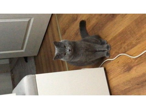 Full şecereli british shorthair oğlumuz dumana eş arıyoruz
