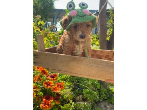 Saf kan aşılı bebek gibi poodle yavrular uygun