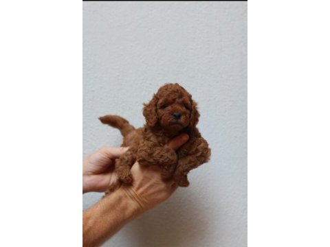 Kore poodle