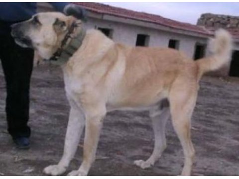 Sivas merkez kangal üretim çiftliği