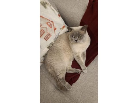 Acil tamamen ücretsiz british shorthair