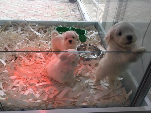Kartapu bembeyaz gerçek ırk garantili maltese terrier