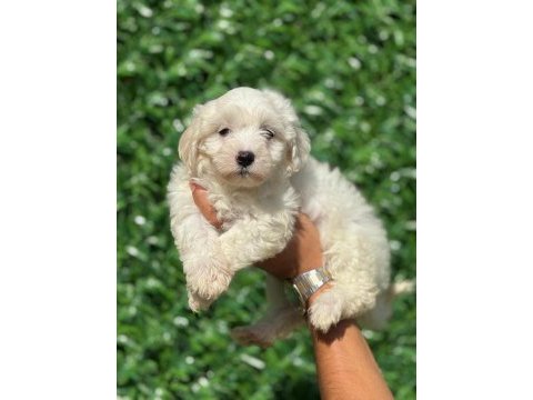Muhteşem maltese terrier yavrularımız