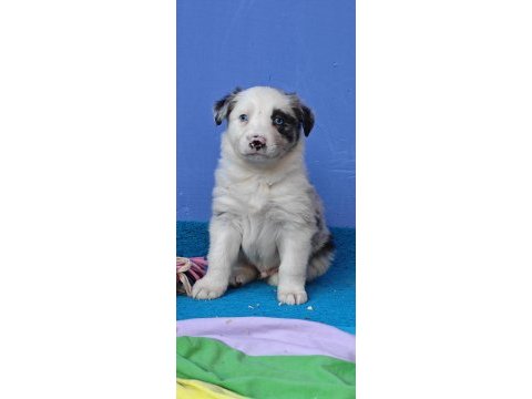 Kızıl merle inanılmaz güzellikte border collie yavrular