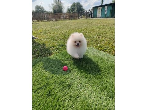 Pomeranian yavrularımız her ile gönderim sağlanır
