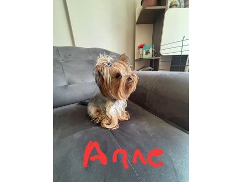 Yorkshire terrier erkek yavrumuz