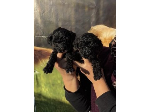 Siyah toy poodle bebekler ruhsatlı çiftlik 