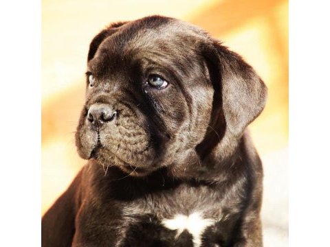 Blue/siyah cane corso yavrular