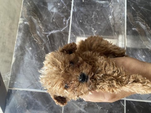 Orjinal kıvır kıvır toy poodle bebekler