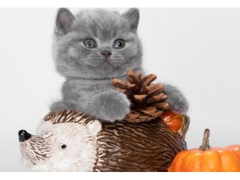 British shorthair kedileri