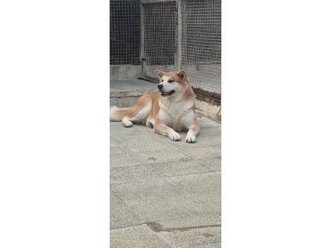 3 yaşlarında a kalite japon akita