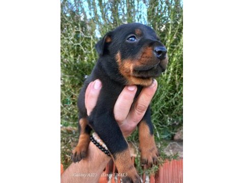 A kalite doberman yavrular