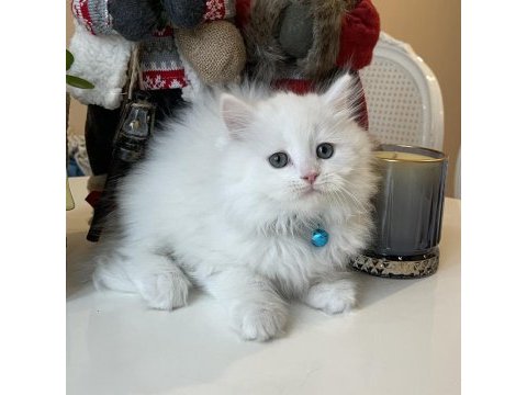 Erkek british longhair beyaz