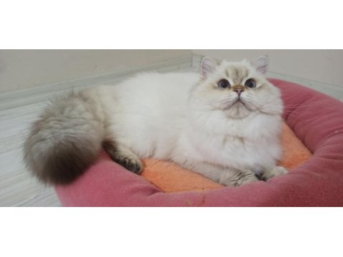 16 aylık aktif şecereli british longhair