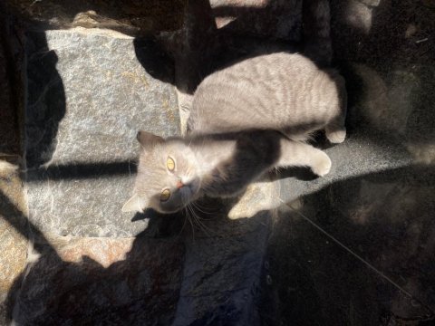 British shorthair 1,5 yaşında