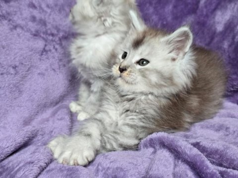 Xxxl maine coon erkek wcf kayıtlı