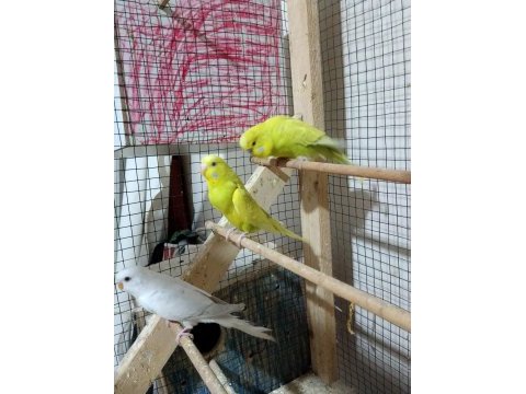 Yumurtaya garanti eş kuşum