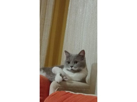 Minik british shorthair betamız yeni yuvasını arıyor