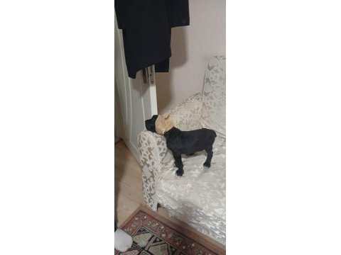 Cane corso köpeğimiz ile ilgilenenler ulaşabilir