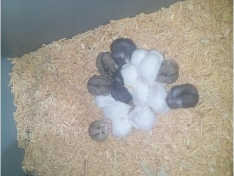 Yavru ve yetişkin hamster