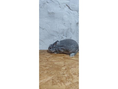 Mavi göz cüce yavru tavşan
