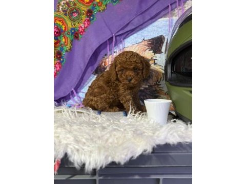 Erkek / dişi toy poodle