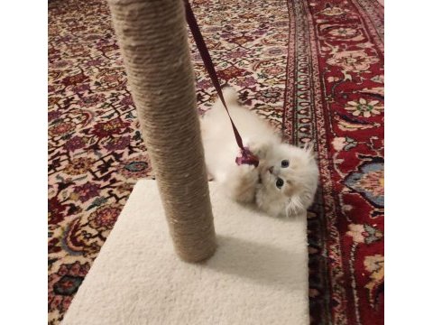 British longhair ve scottish fold kırması