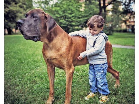 Danua great dane yavruları safkan