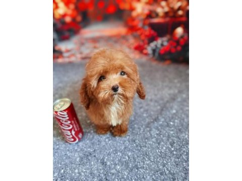 Maltipoo yavrumuz