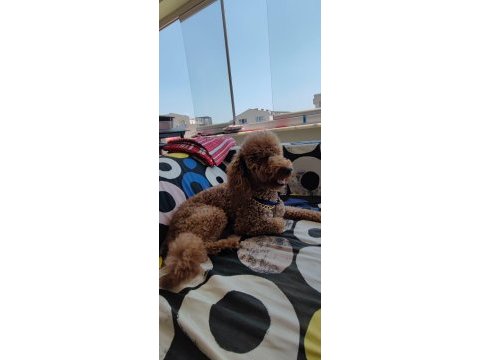 Bakımlı tef brown toy poodle
