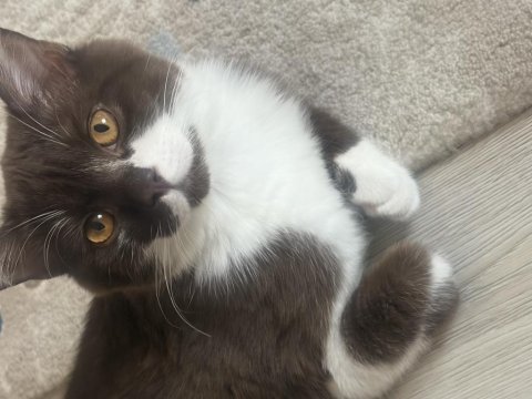 Çikolata bicolor erkek kedimiz