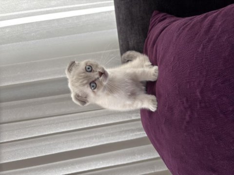 Pamuk gibi scottish fold