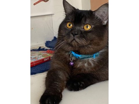Siyah british shorthair zor bulunur