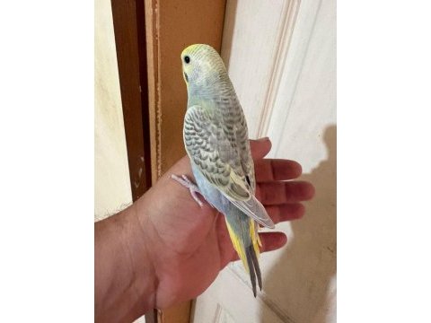 31 günlük çekoslovak bebek muhabbet kuşu