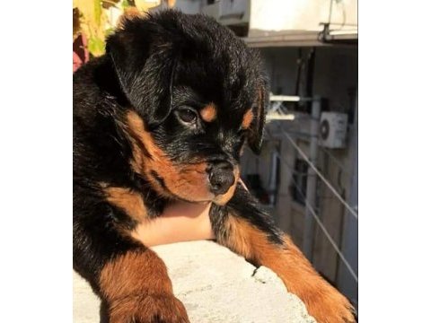 Koca kafa rottweiler yavrular