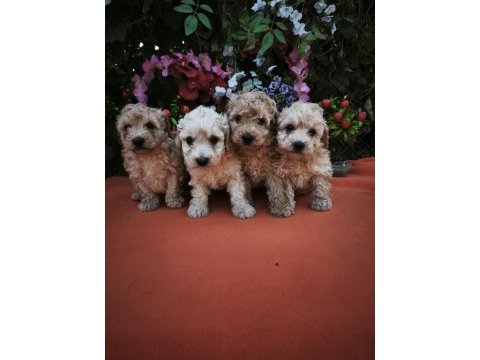 Toy poodle ayarında maltipoo bebekler