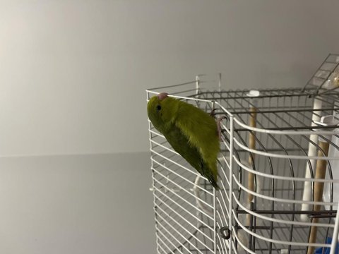 3 aylık yavru dişi forpus papağanı