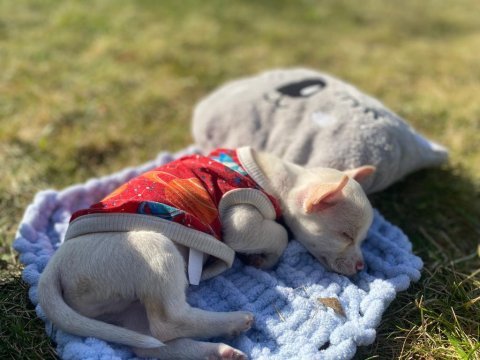 Şivava köpeğimiz 3 aylık aşıları tam
