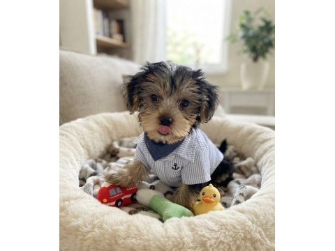 Çok oyuncu sevecen yavru köpekler
